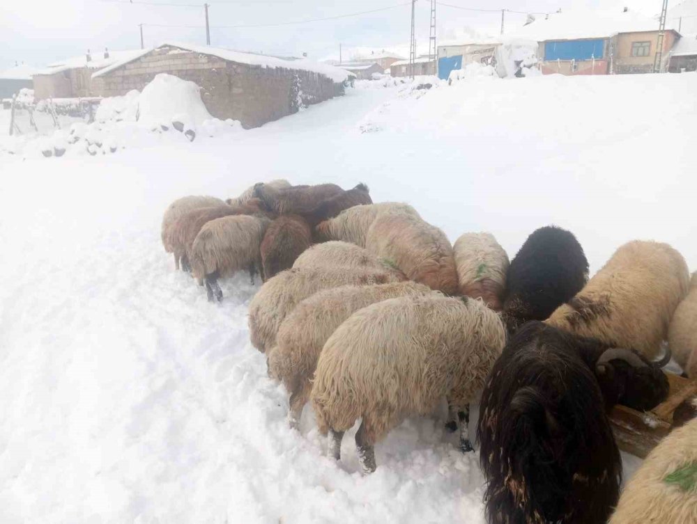Türkiye’nin en yüksek köyü Kışkılı’da besiciler zor durumda kaldı