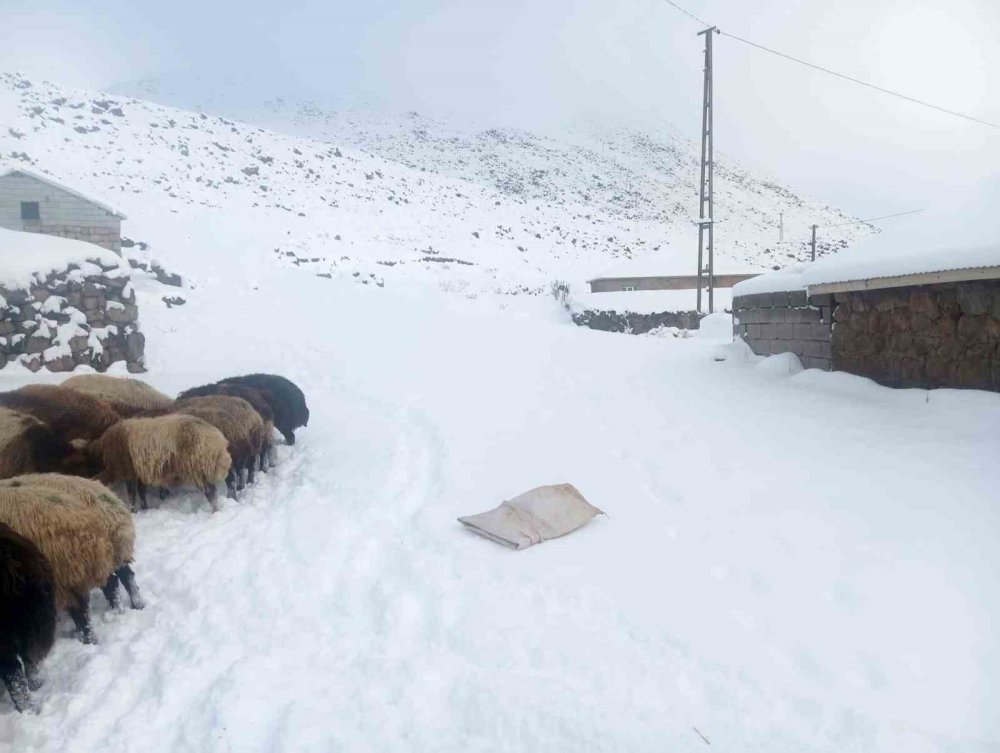 Türkiye’nin en yüksek köyü Kışkılı’da besiciler zor durumda kaldı