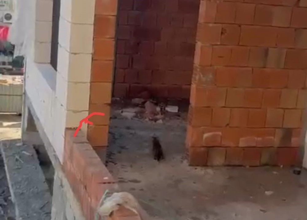 Asansör boşluğunda mahsur kalan kediyi itfaiye ekibi kurtardı