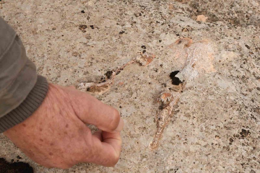 Diyarbakır’da yüz milyonlarca yıl önceye ait fosiller bulundu