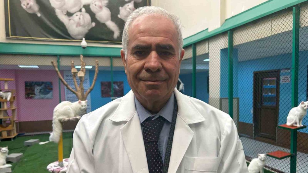 Van'daki Kedi Villası’nda bu yıl 120 yavru dünyaya geldi