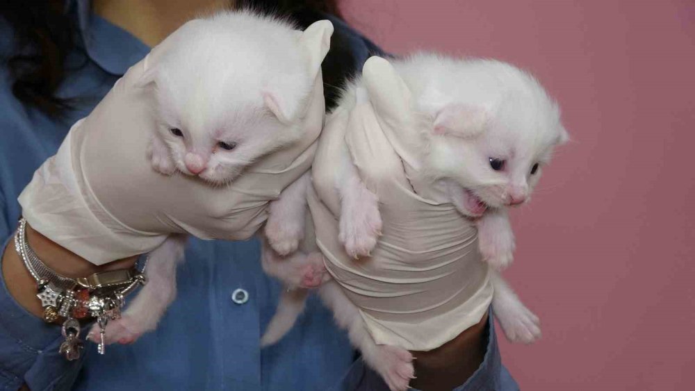 Van'daki Kedi Villası’nda bu yıl 120 yavru dünyaya geldi