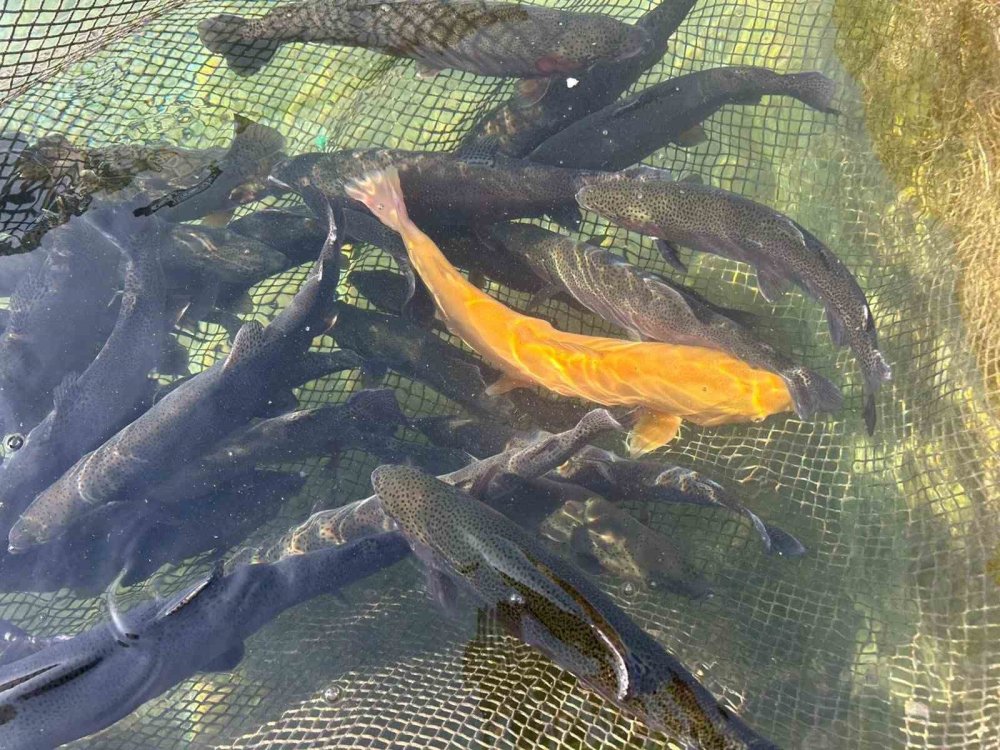 Binlerce ton kapasiteli tesislerde alabalık sağımı başladı