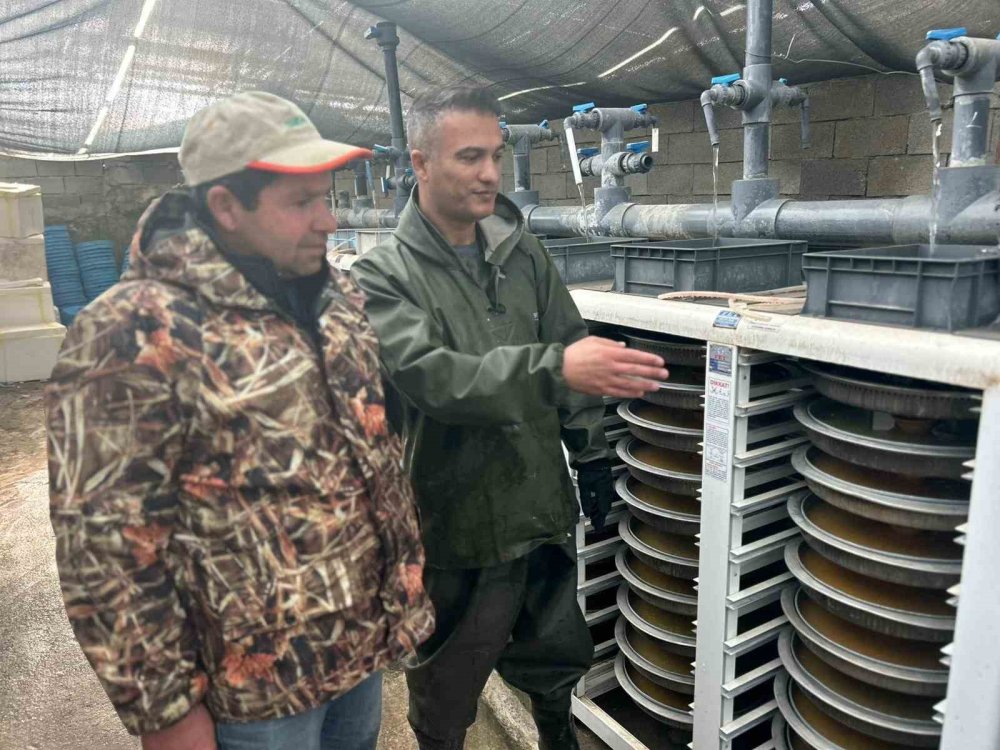 Binlerce ton kapasiteli tesislerde alabalık sağımı başladı