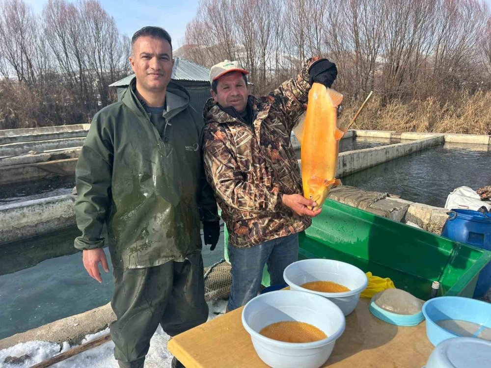 Binlerce ton kapasiteli tesislerde alabalık sağımı başladı