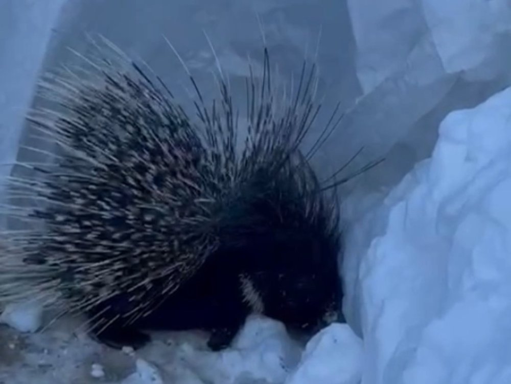 Yüksekova’da Hint oklu kirpi görüntülendi