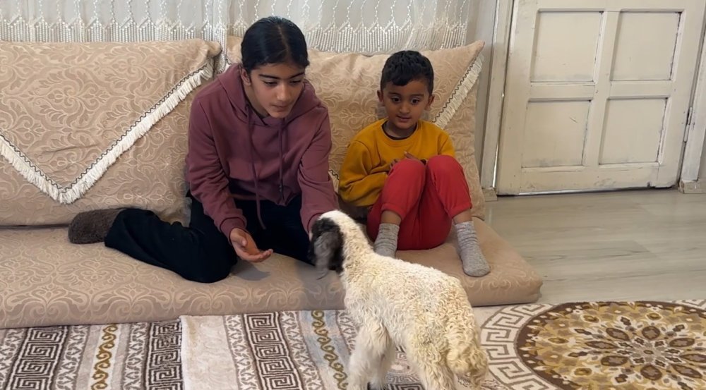 Annesiz kalan kuzu Alan ailesinin ‘Umut’u oldu