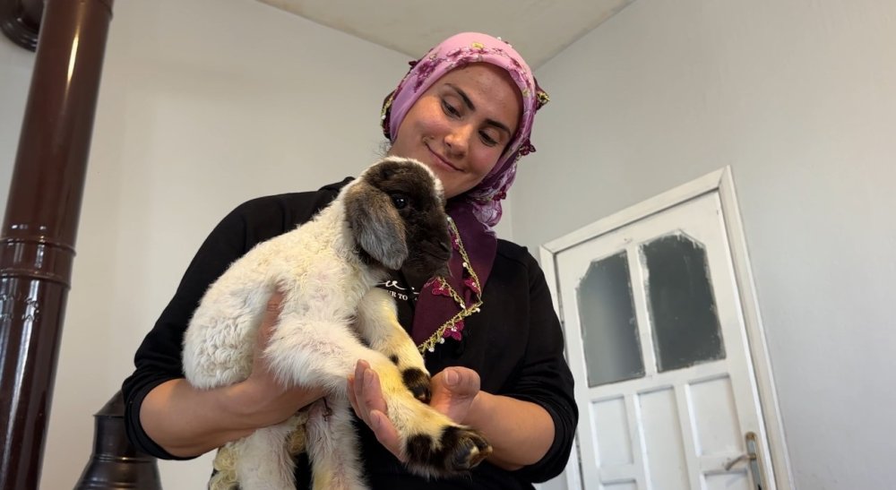 Annesiz kalan kuzu Alan ailesinin ‘Umut’u oldu