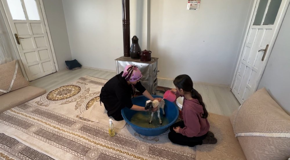 Annesiz kalan kuzu Alan ailesinin ‘Umut’u oldu