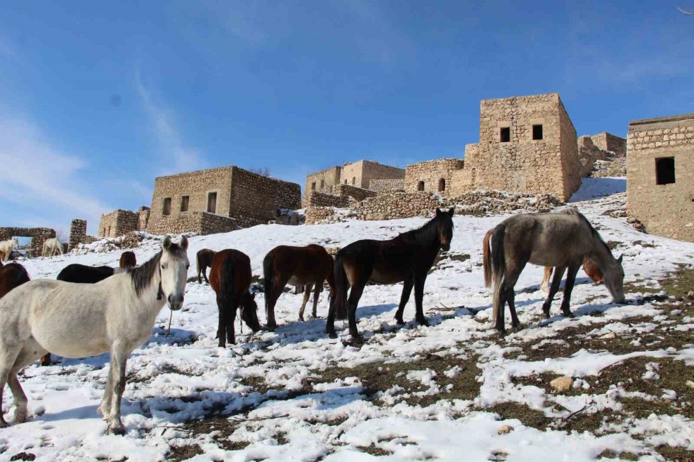 İdil'deki yılkı atları fotoğrafçıların gözdesi oldu