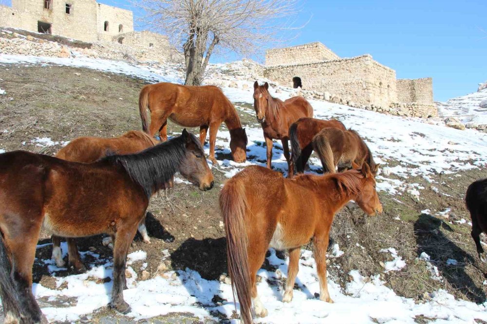 İdil'deki yılkı atları fotoğrafçıların gözdesi oldu