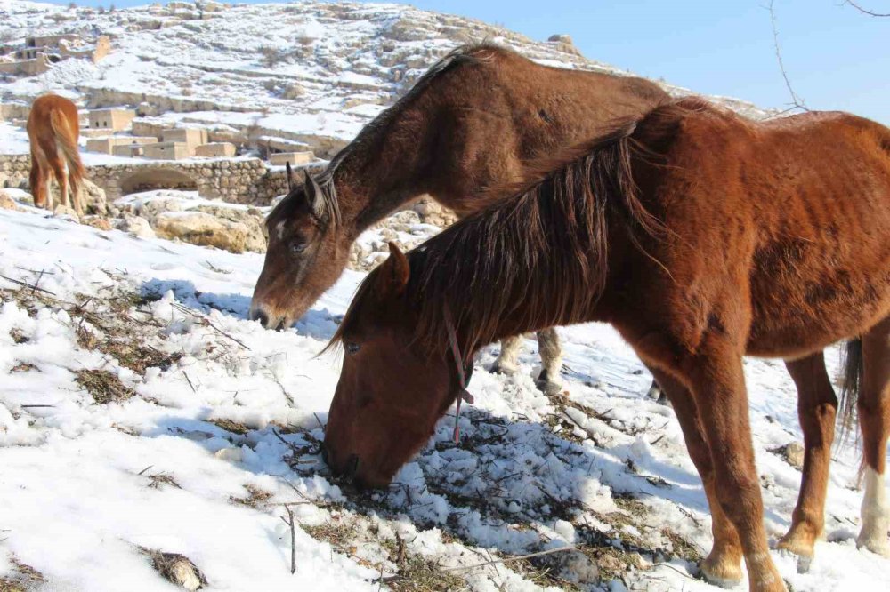 İdil'deki yılkı atları fotoğrafçıların gözdesi oldu