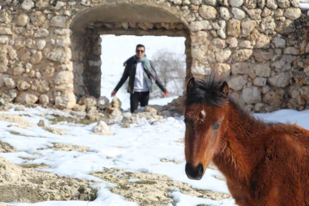 İdil'deki yılkı atları fotoğrafçıların gözdesi oldu