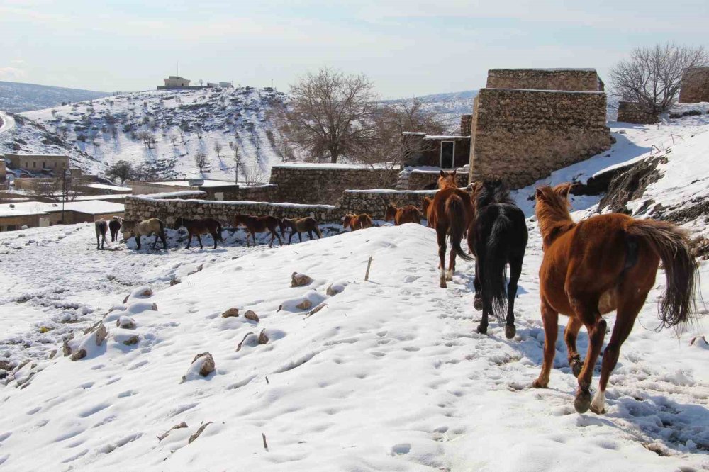 İdil'deki yılkı atları fotoğrafçıların gözdesi oldu