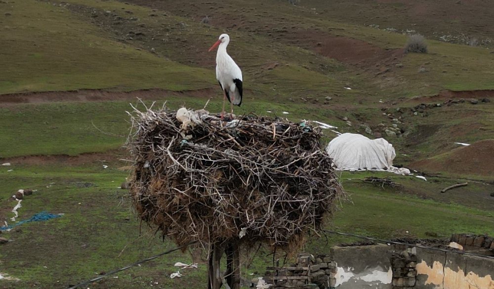 Güroymak'ta göç etmeyen leylek yıllardır aynı yuvada