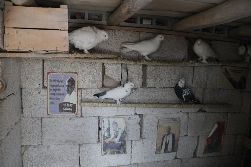 Evinin damında 3 ırktan 50 güvercin besliyor