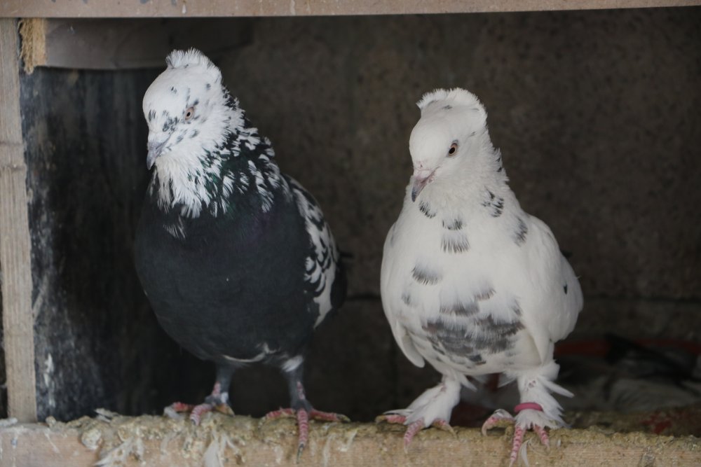 Evinin damında 3 ırktan 50 güvercin besliyor