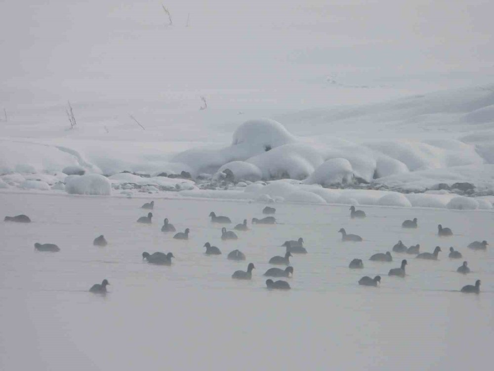 Çaldıran'daki Kaz Gölü kuşların mekanı oldu