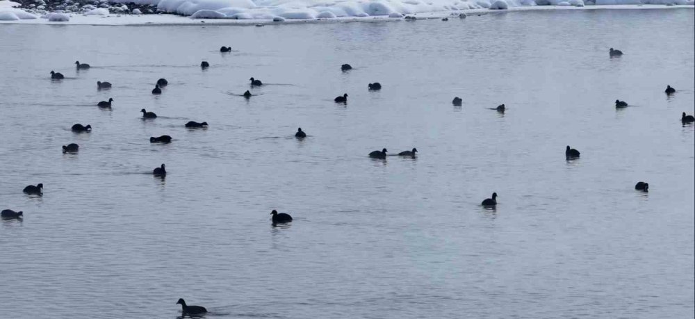 Çaldıran'daki Kaz Gölü kuşların mekanı oldu