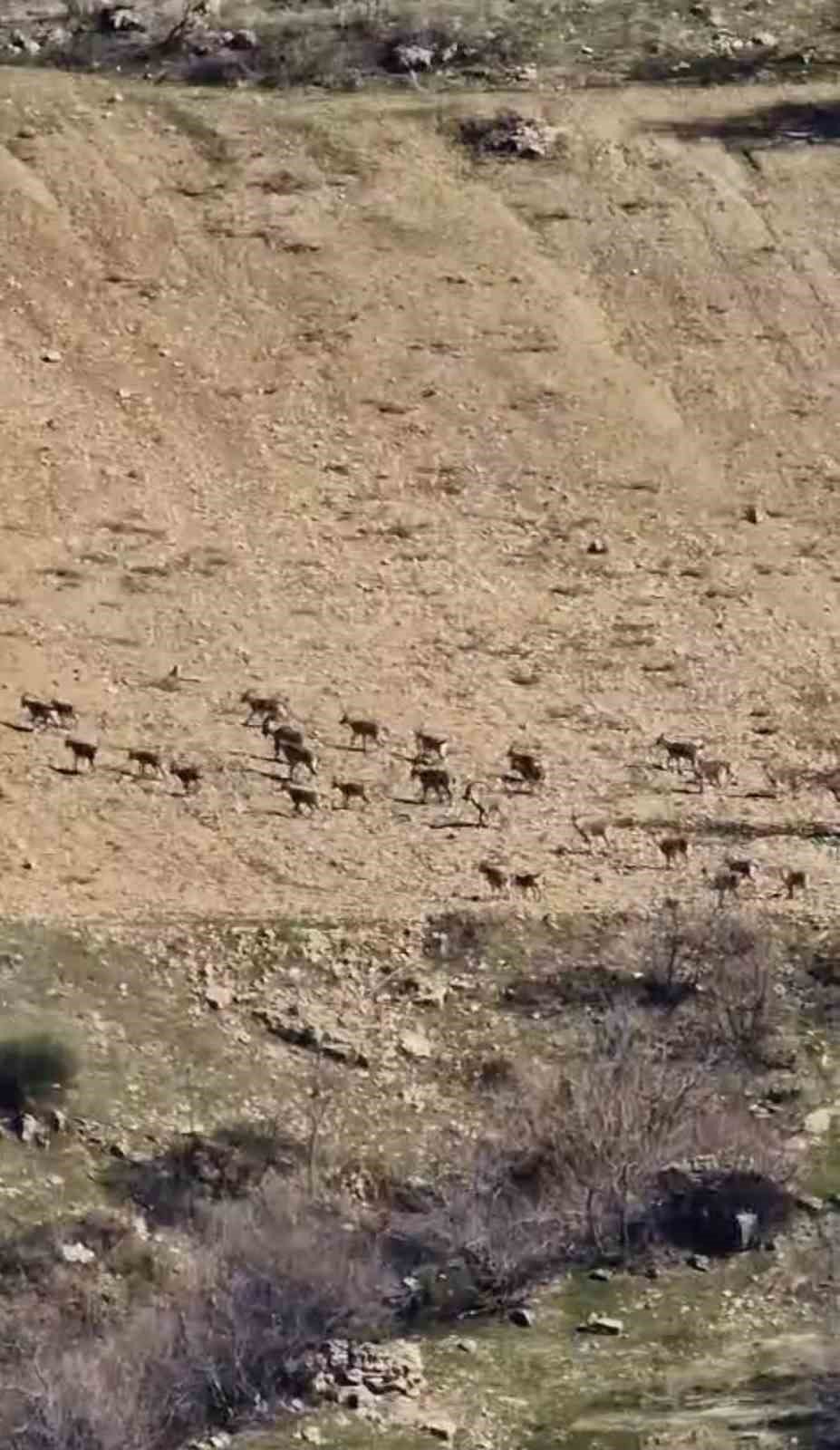 Zarar vermenin cezası 940 bin lira: Çermik'te sürü halinde görüntülendi