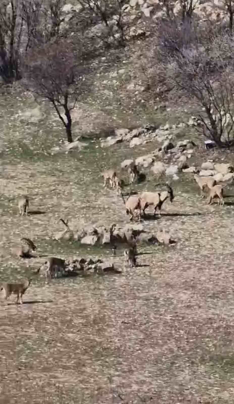 Zarar vermenin cezası 940 bin lira: Çermik'te sürü halinde görüntülendi