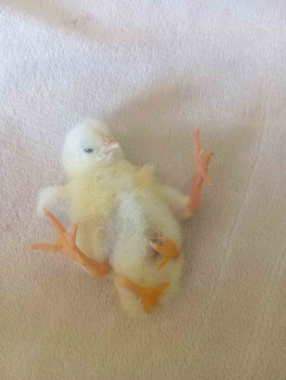 Dört ayaklı civciv şaşırttı