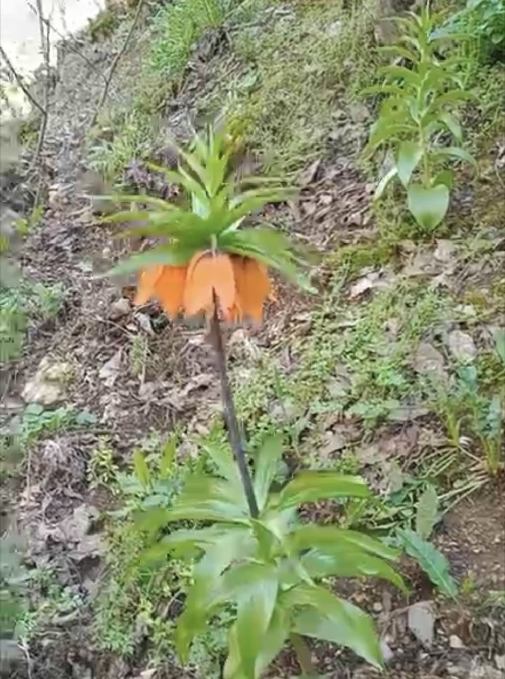 Çermik'te ters laleler açtı