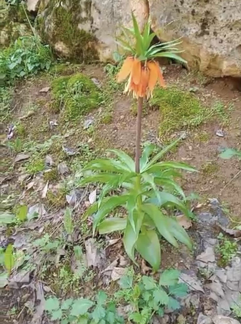 Çermik'te ters laleler açtı