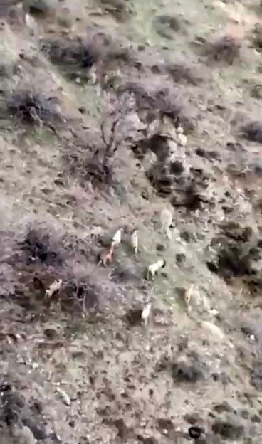 Diyarbakır’da dağ keçileri sürü halinde görüntülendi