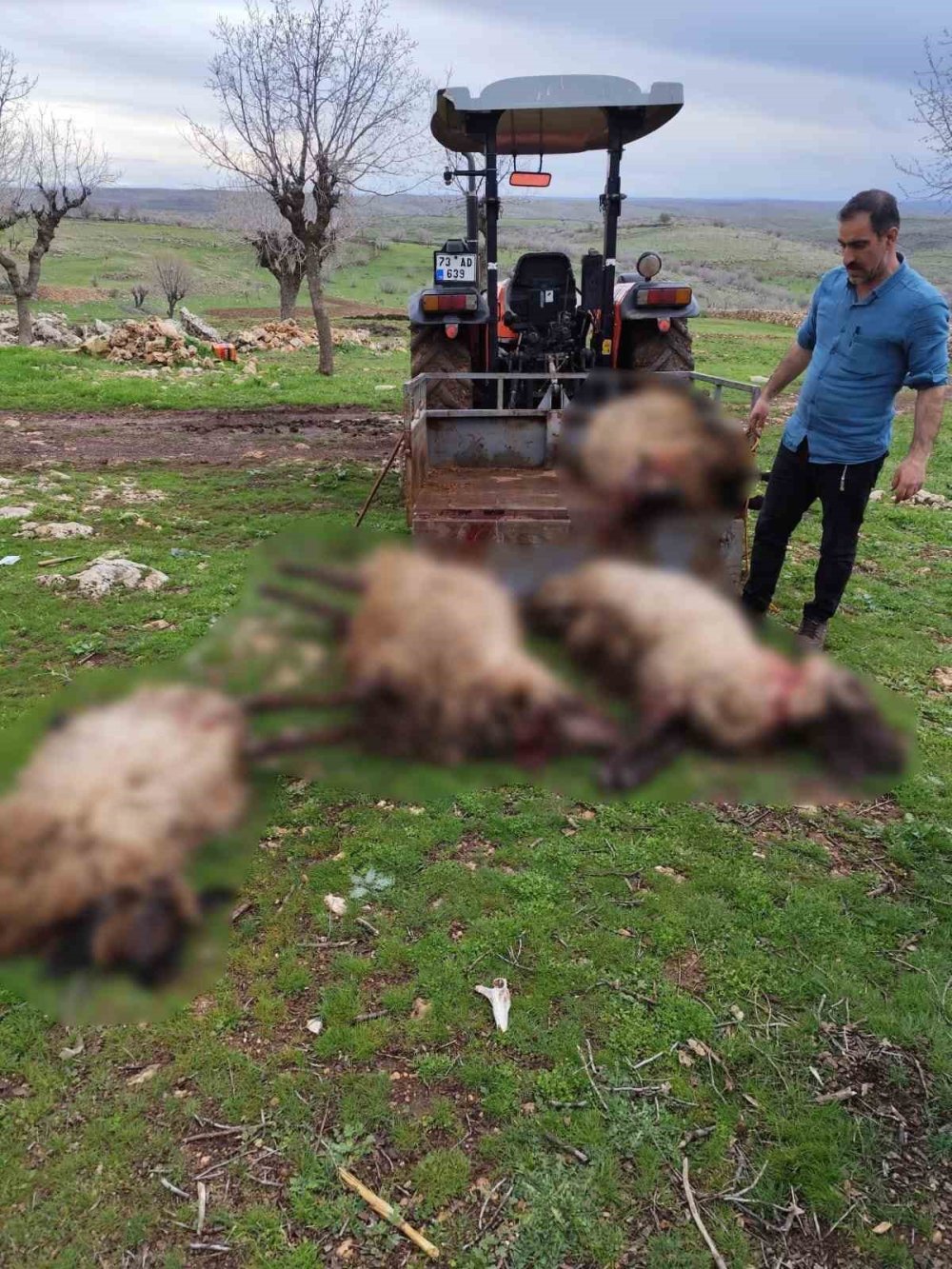 Midyat'ta yıldırım düşmesi sonucu 8 küçükbaş hayvan telef oldu