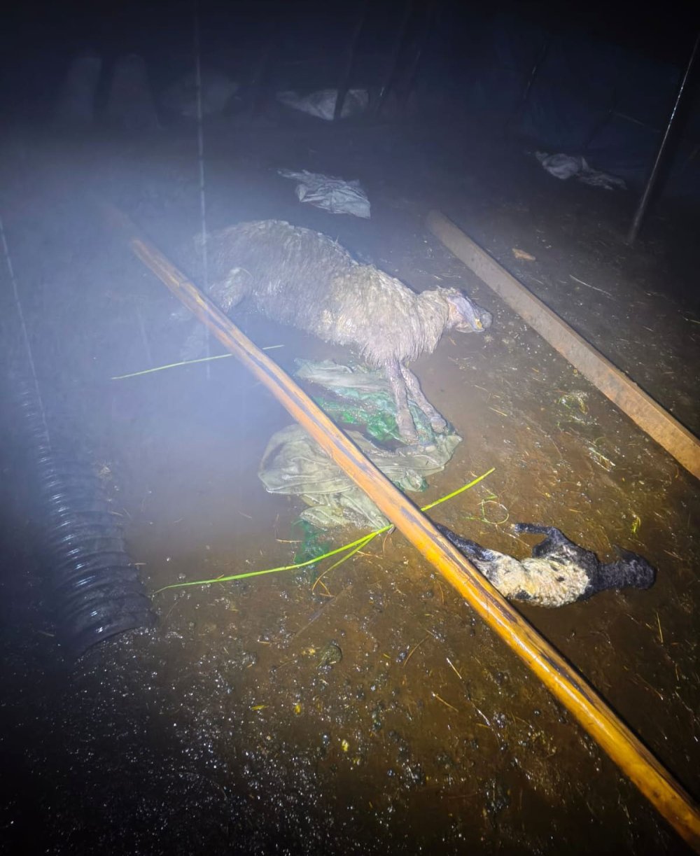 Silopi'de fırtına ağılı yıktı: 6 koyun telef oldu