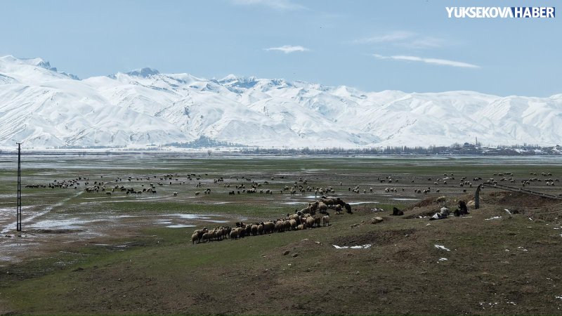 yuksekova-besiciler-suyla-kapli-ovada-hayvanlari-otlatiyor-001.jpeg