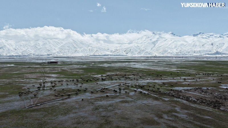 yuksekova-besiciler-suyla-kapli-ovada-hayvanlari-otlatiyor-002.jpeg