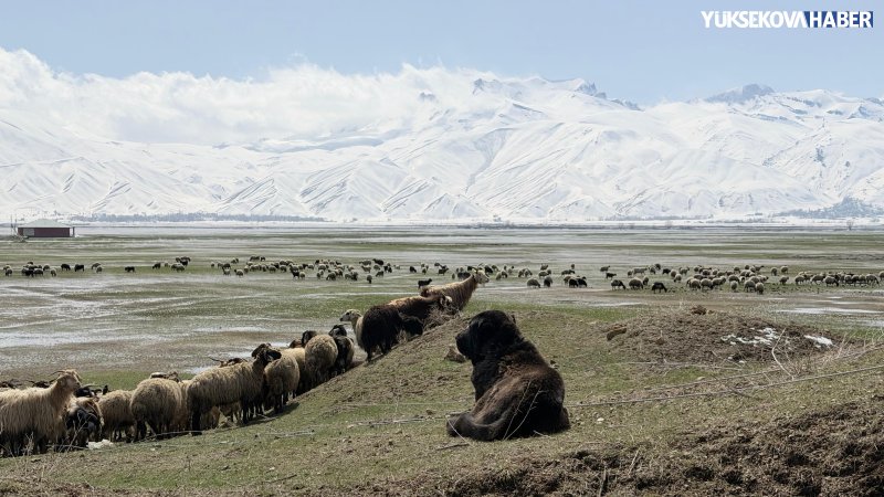 yuksekova-besiciler-suyla-kapli-ovada-hayvanlari-otlatiyor.jpeg