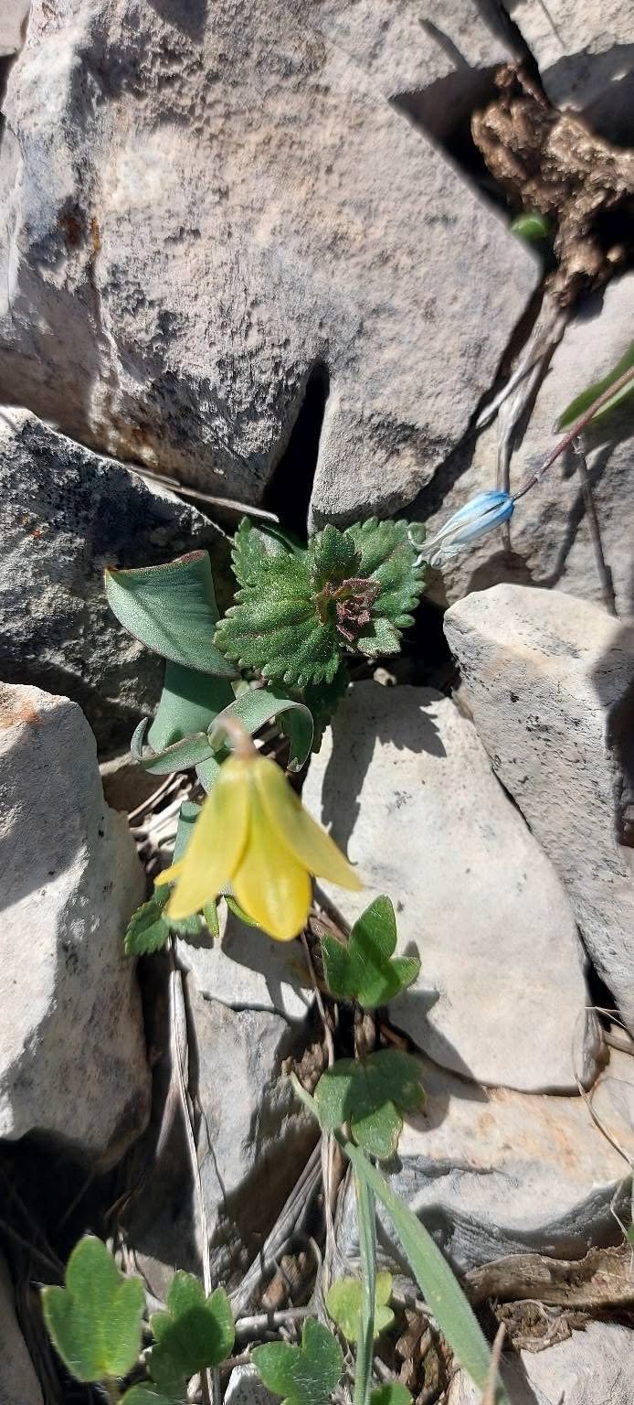 Ender görülen Çermik ters lalesi çiçek açtı