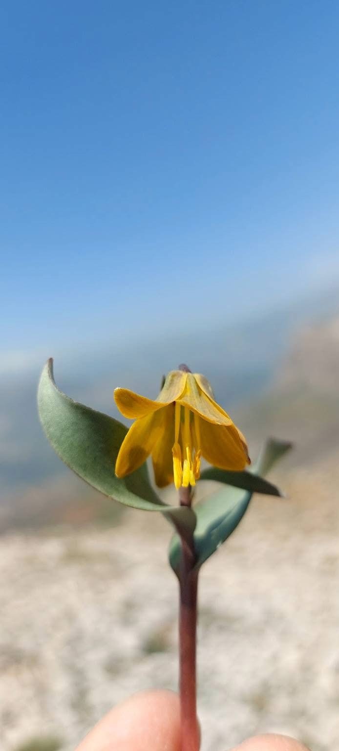 Ender görülen Çermik ters lalesi çiçek açtı