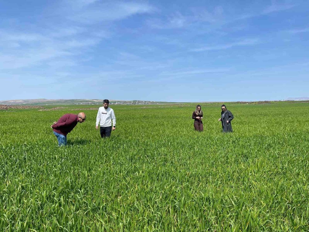 Cizre’de tarlalarda ‘süne’ mesaisi