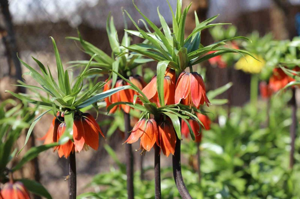 Beytüşşebap'ta ters laleler görsel şölen sundu