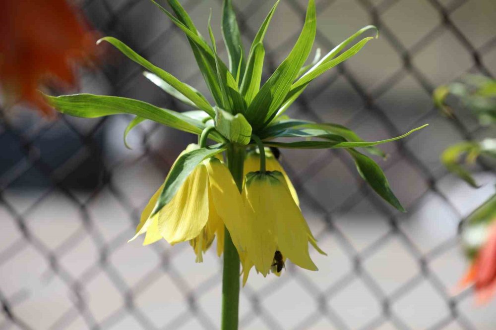 Beytüşşebap'ta ters laleler görsel şölen sundu