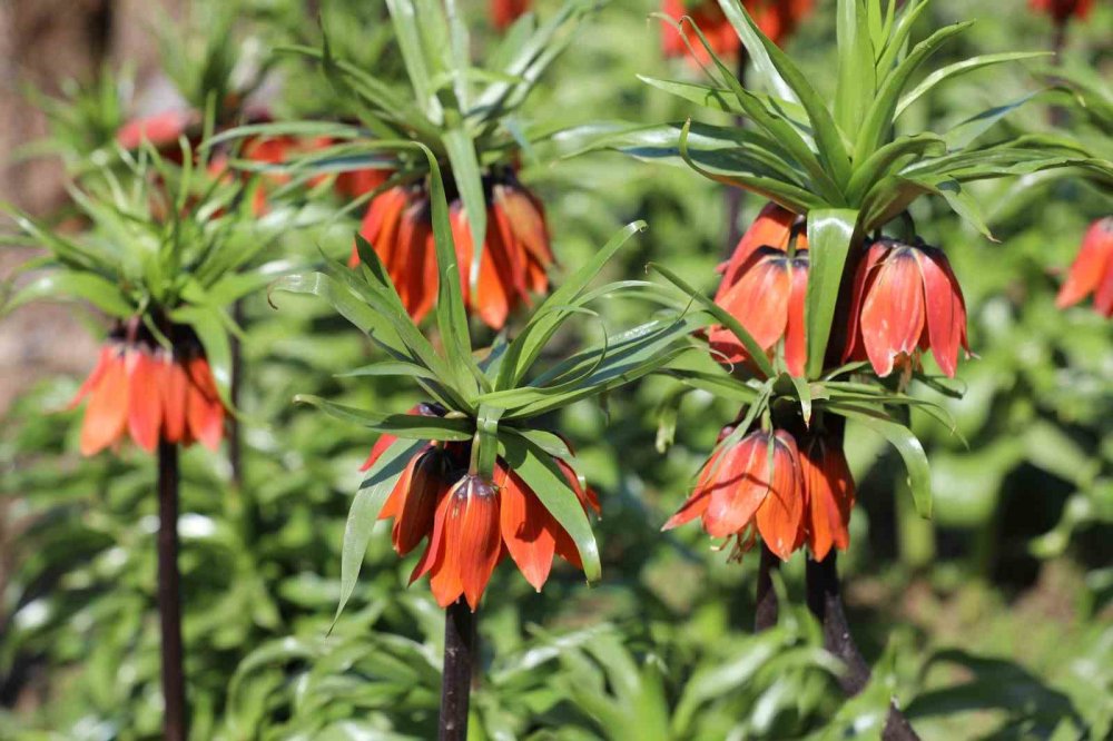 Beytüşşebap'ta ters laleler görsel şölen sundu