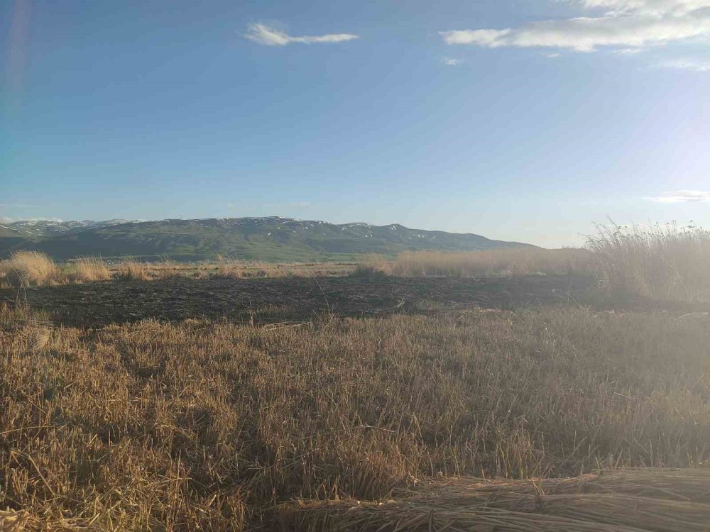 Muradiye'de sazlık yangını