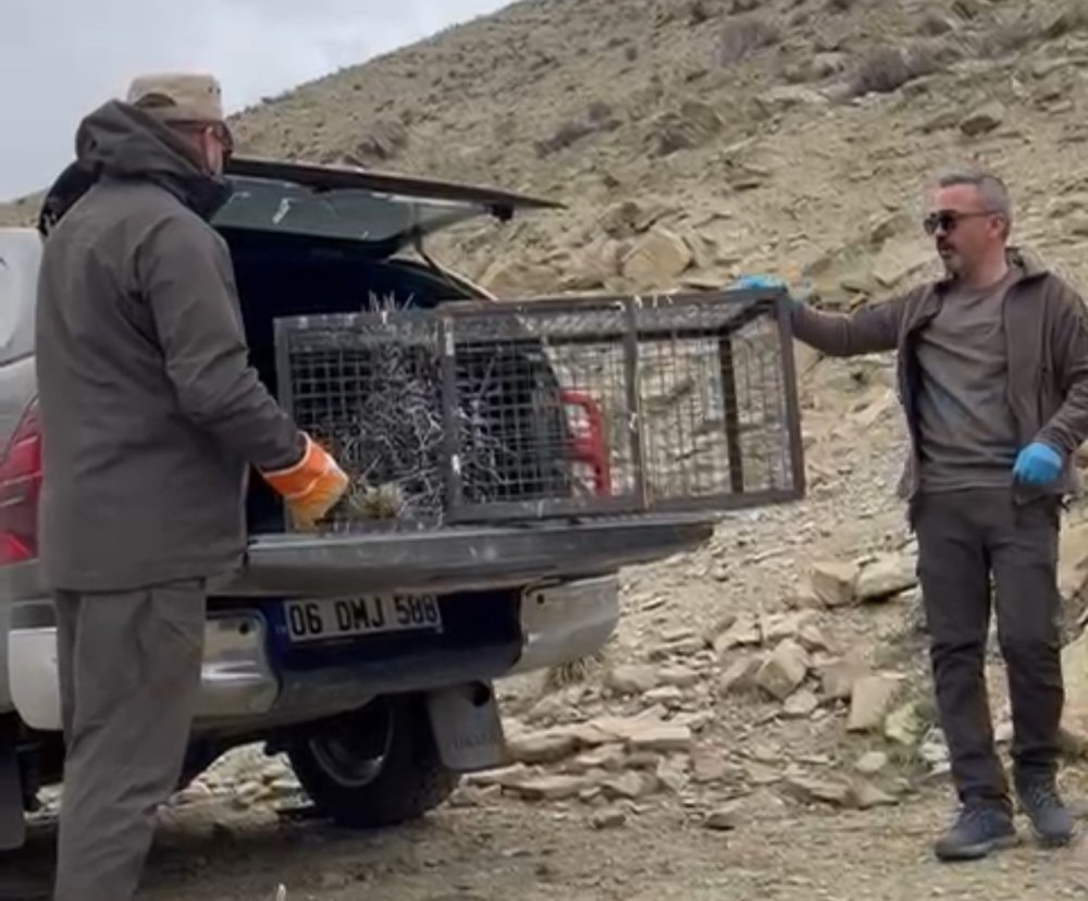 Yüksekova’da yaralı bulunan nadir kirpi yeniden doğaya bırakıldı