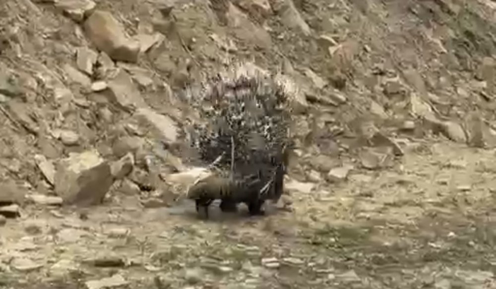 Yüksekova’da yaralı bulunan nadir kirpi yeniden doğaya bırakıldı