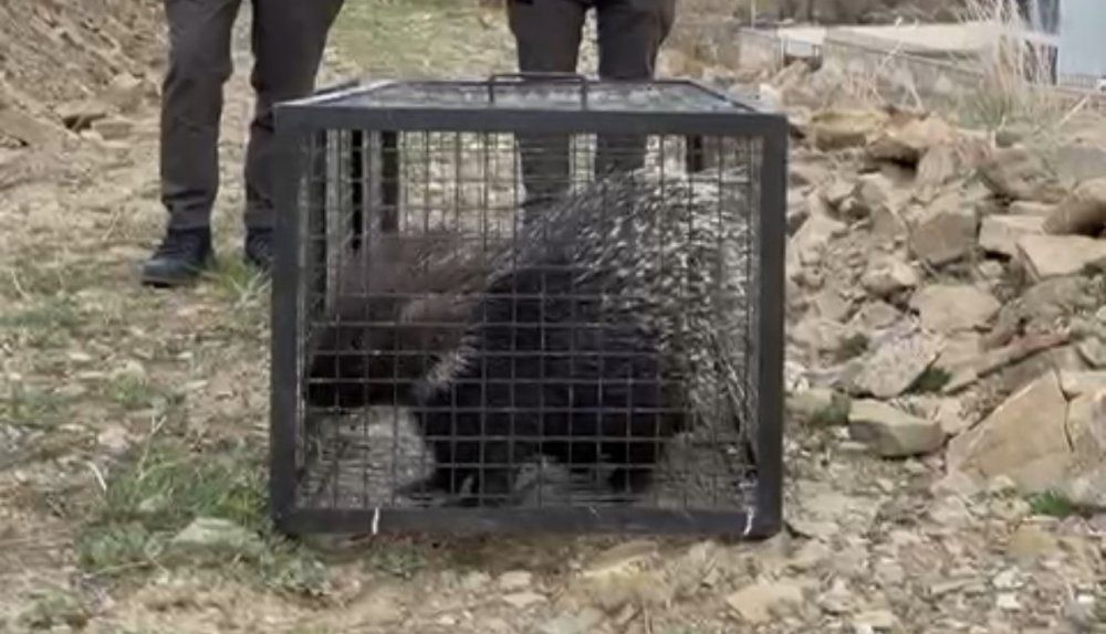Yüksekova’da yaralı bulunan nadir kirpi yeniden doğaya bırakıldı
