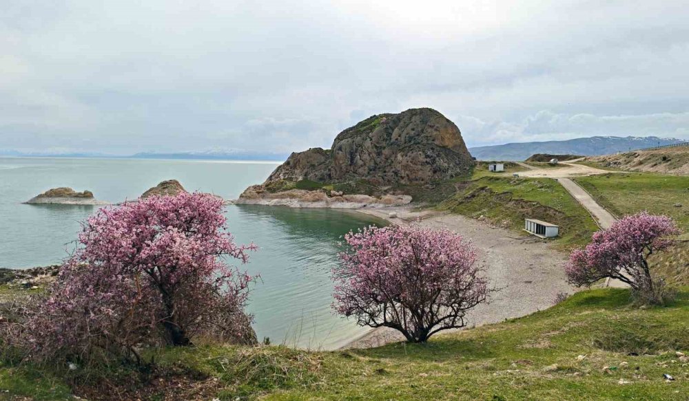 Badem çiçekleri Van Gölü kıyılarına renk kattı