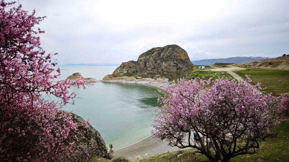 Badem çiçekleri Van Gölü kıyılarına renk kattı