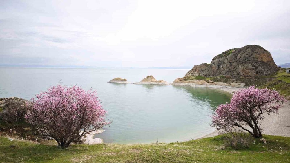 Badem çiçekleri Van Gölü kıyılarına renk kattı