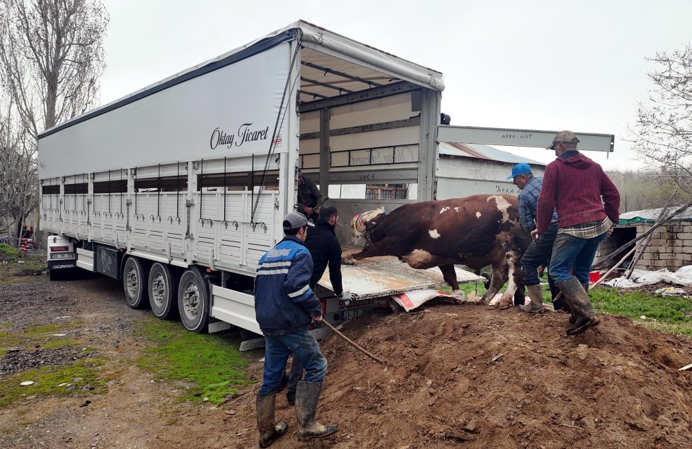 Erciş'te batıya kurbanlık sevkiyatı başladı
