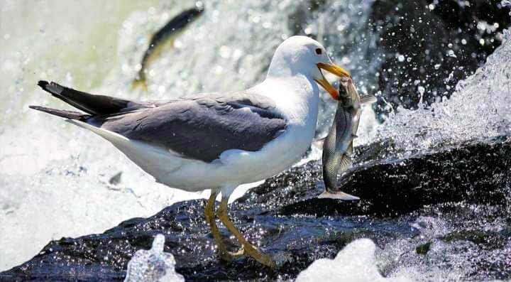 Van'da İnci kefalinin üreme göçüne sıkı takip