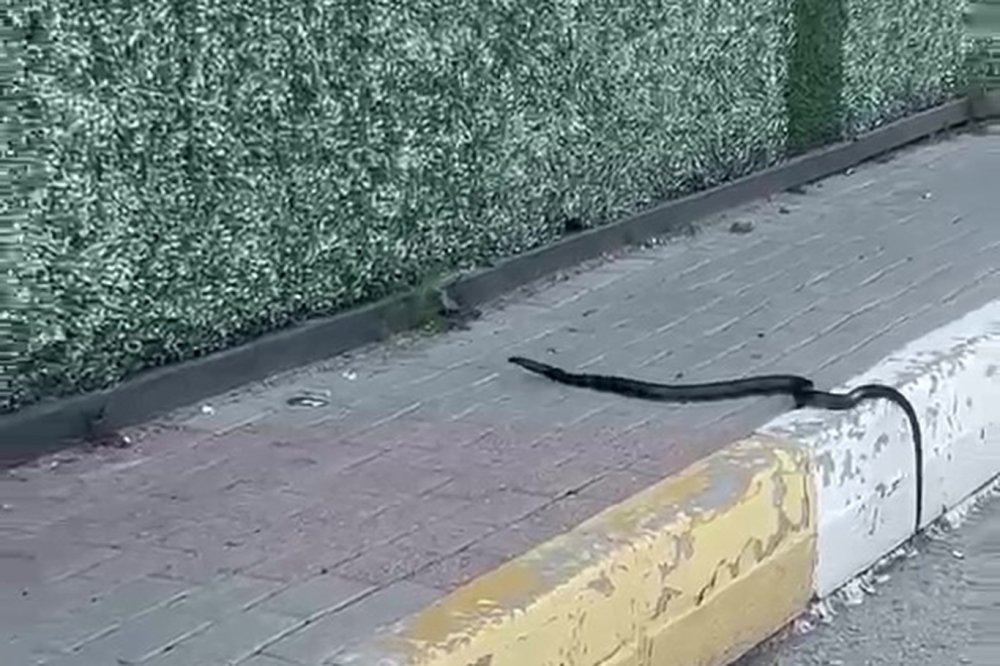 Şırnak’ta yılan paniği: Kaldırımdaki yılan korkuttu